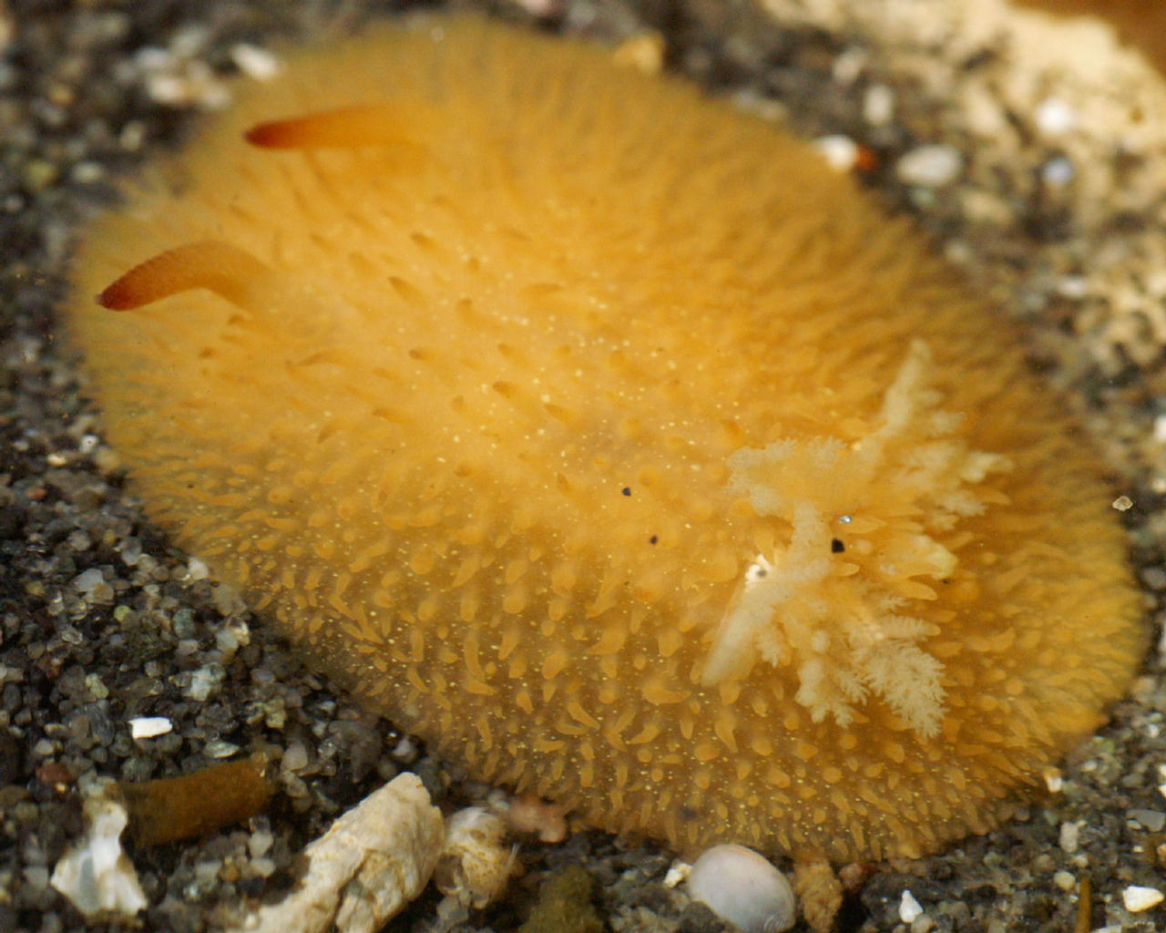 Acanthodoris lutea